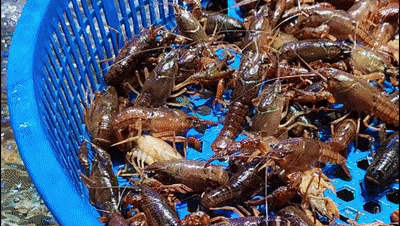 昌人狂热追捧!早春第一波……PG电子麻将胡了2模拟器宜(图1) 昌人狂热追捧!早春第一波……PG电子麻将胡了2模拟器宜(图1)