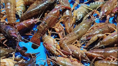 昌人狂热追捧!早春第一波……PG电子麻将胡了2模拟器宜(图2) 昌人狂热追捧!早春第一波……PG电子麻将胡了2模拟器宜(图2)